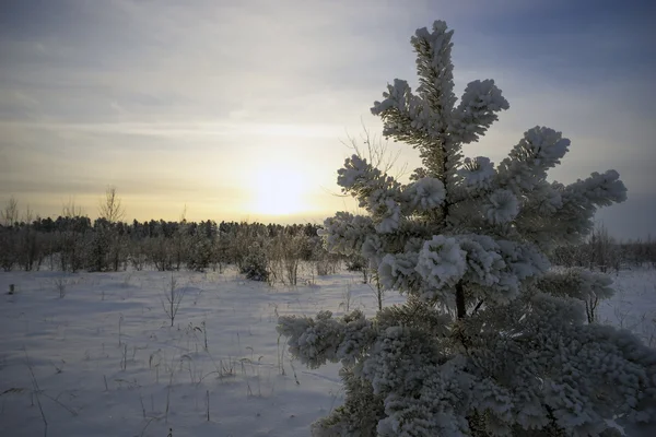 Πεύκων στο χιόνι και τον παγετό στο ηλιοβασίλεμα . — Φωτογραφία Αρχείου