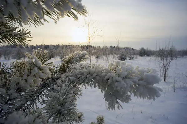 Pine κλαδιά στο χιόνι και τον παγετό στο ηλιοβασίλεμα . — Φωτογραφία Αρχείου