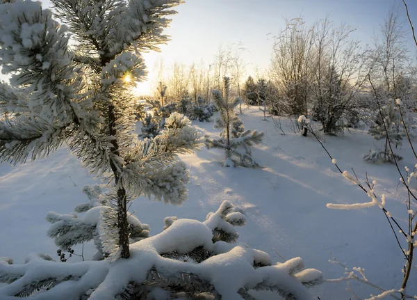 Pine κλαδιά στο χιόνι στο ηλιοβασίλεμα . — Φωτογραφία Αρχείου