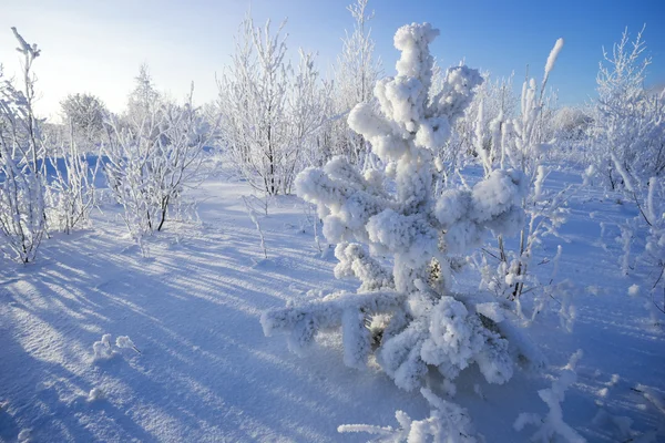 Χειμερινή χώρα των θαυμάτων στο δάσος. — Φωτογραφία Αρχείου