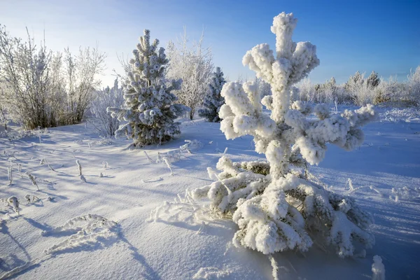 Fenyő, fehér bolyhos hóban — Stock Fotó