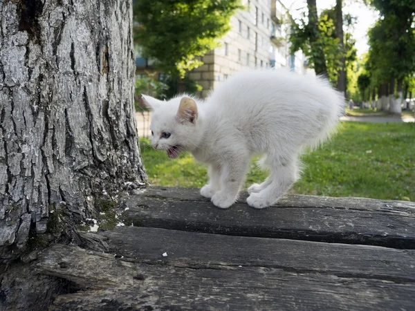 Lone vit hemlös kattunge på gatan. — Stockfoto