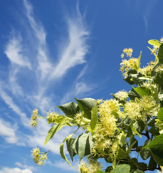 Blommande Linden gren mot den blå himlen. — Stockfoto