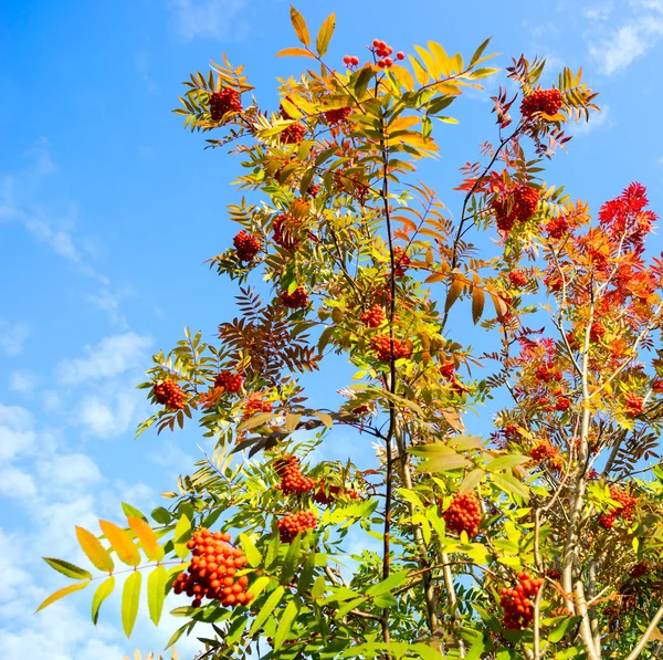 Röd buske av en rönn mot den blå himlen . — Stockfoto