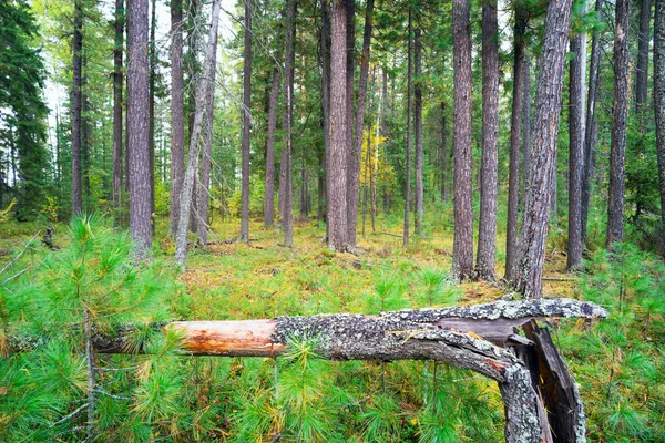 산림 개간은 삼목 사이 . — 스톡 사진