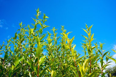 Söğüt dalları mavi gökyüzü, yeşil yaprakları.