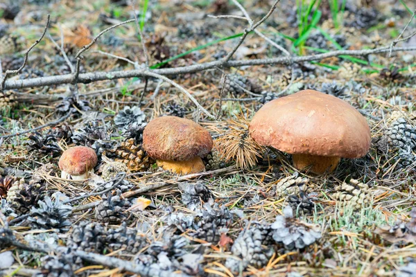 Três cogumelos Borovik tamanhos diferentes na floresta  . — Fotografia de Stock