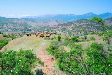 İnekler yamaçta otlatılır. .