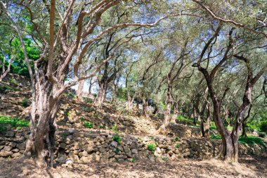 Plantation of olive trees