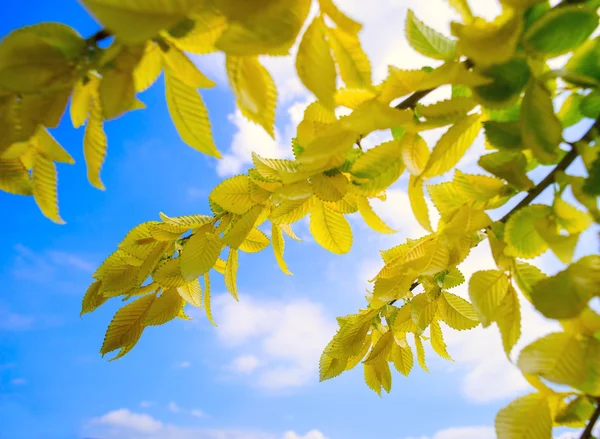 黄色の支店青空の背景にブナを葉します。. — ストック写真