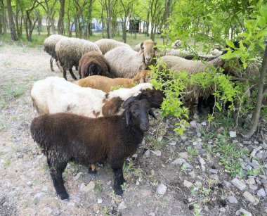  yeşil bir ağaçlık koyun sürüsü.