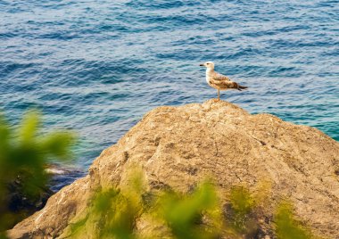 Sea gull bir kayaya deniz arka plan.