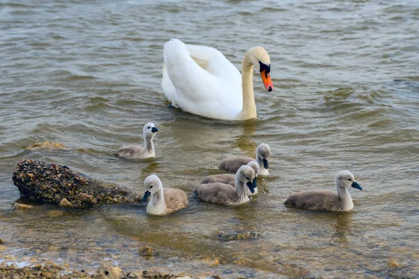 Goose with young goslings swim in the lake. — Stock Photo, Image