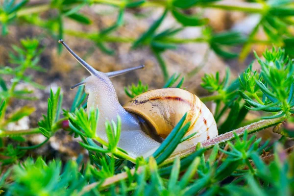 Snail peeks out the path of green grass. — Stock Photo, Image