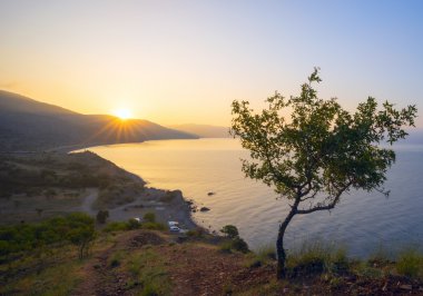 Ağaçta bir kayalık sahil gündoğumu. 