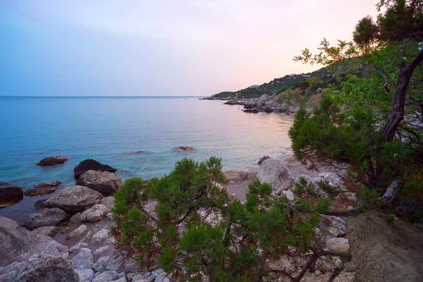 Джунипер дерево и скалистый берег на Черном море. Крым, залив Ласпи . — стоковое фото
