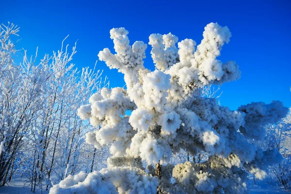 Pine κλαδιά καλυμμένα με παγετός τον χειμώνα — Φωτογραφία Αρχείου