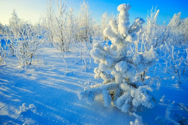 Çamın dalları frost ile kışın kapalı. 