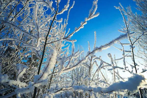 Takken bedekt met rijm op blauwe hemelachtergrond — Stockfoto