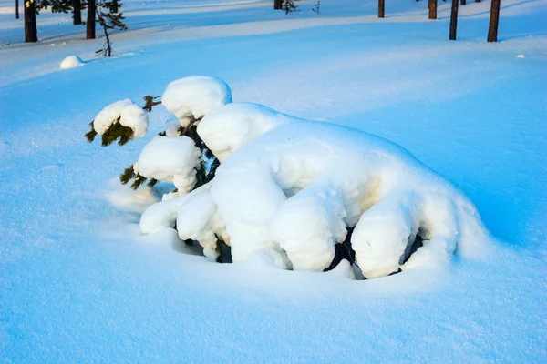 Strom pod sněhem, ve tvaru v podobě podobné zvíře. — Stock fotografie
