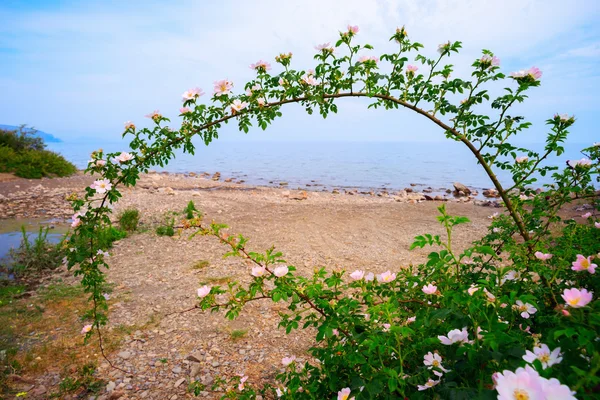 Curved branch of blossoming rose on the beach. — Stock Photo, Image