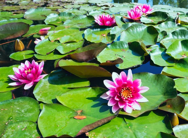 Water lilies in the Nikitsky Botanical Garden.