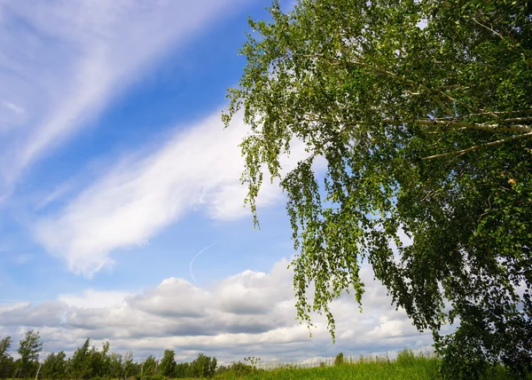 Bříza na pozadí oblohu s mraky . — Stock fotografie