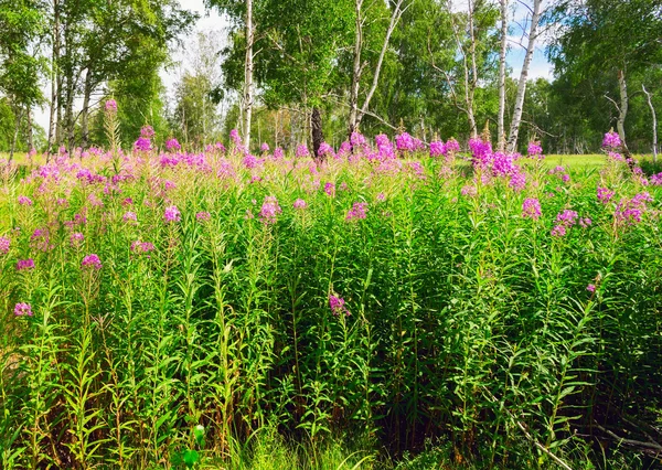 Mjölkört blommar i en skog glänta bland björkar. — Stockfoto