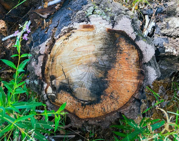 자작나무 숲에서 나무의 그 루터 기 . — 스톡 사진