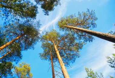 Uzun boylu çam ağaçlarının tepelerini mavi gökyüzüne abut. .
