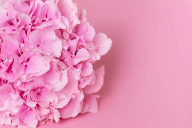 Pembe arka planda kopyalama alanı olan ortancayı kapat. Güzellik, moda ve iş dünyası için şık bir arka plan