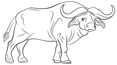 Büyük vahşi bufalo, siyah beyaz görüntü..