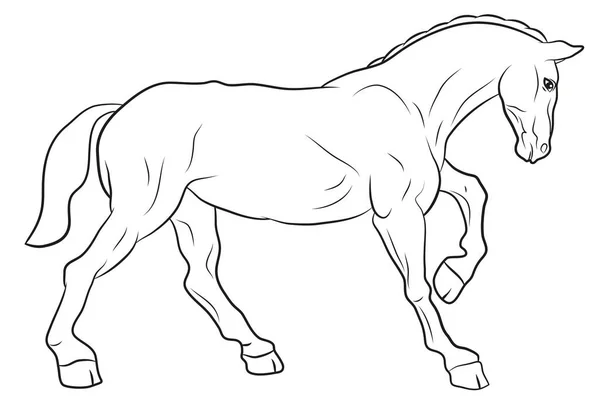 Mundo Animal Imagem Cavalo Desenho Preto Branco Coloração — Fotografia de Stock