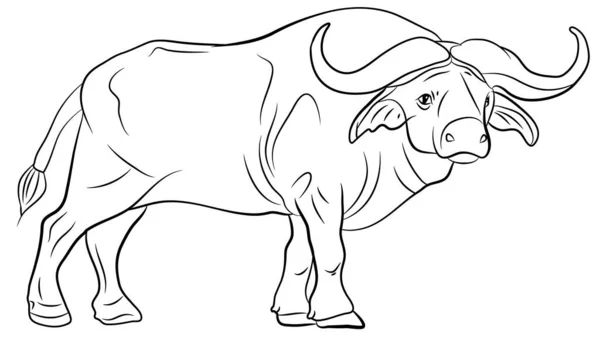 Large Wild Animal Buffalo Black White Image — Stock Photo, Image