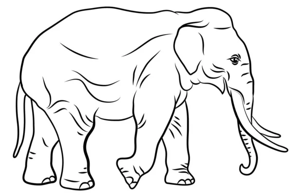 Animals Black White Image Large Elephant Coloring Book Children — Stock Photo, Image