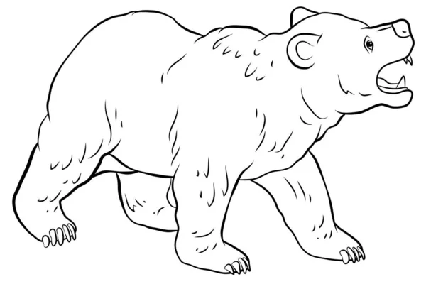 Світі Тварин Зображення Ведмедя Чорно Білий Малюнок Розмальовки — стокове фото