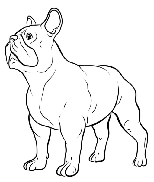 Animals Our Faithful Friends Black White Image Dog Coloring Book — Stock Photo, Image