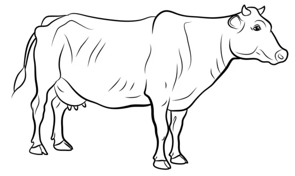 Animal World Image Cow Black White Drawing Coloring — Stock Photo, Image