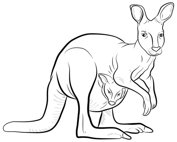 Svart Och Vit Bild Känguru Teckningar För Små Barn Uppkopplad — Stockfoto