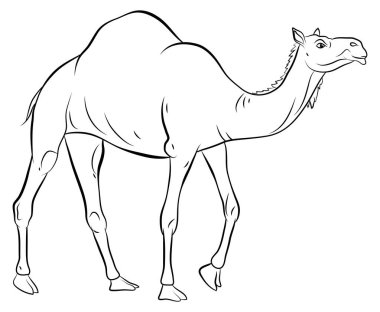 Çocuklar için boyama kitabı, evcil hayvan ve deve resmi..