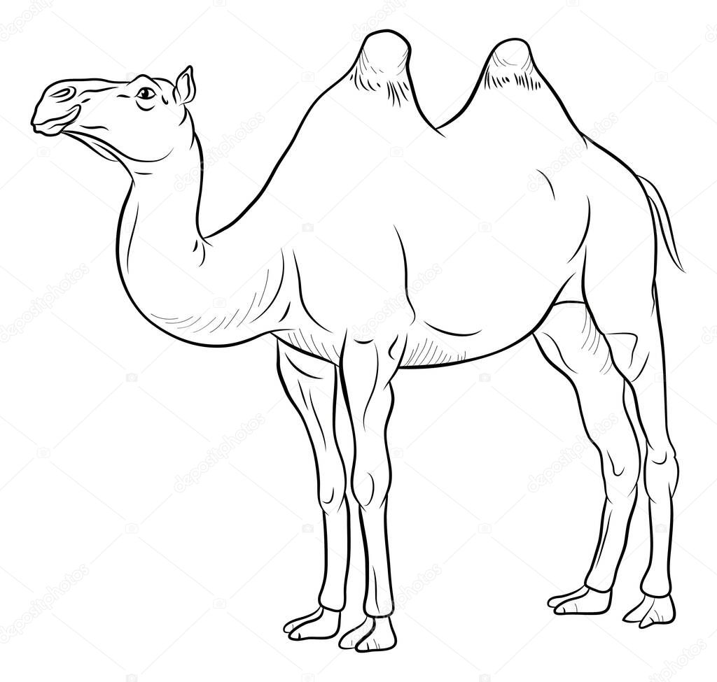 Coloring book for children, black and white image of a pet, camel.