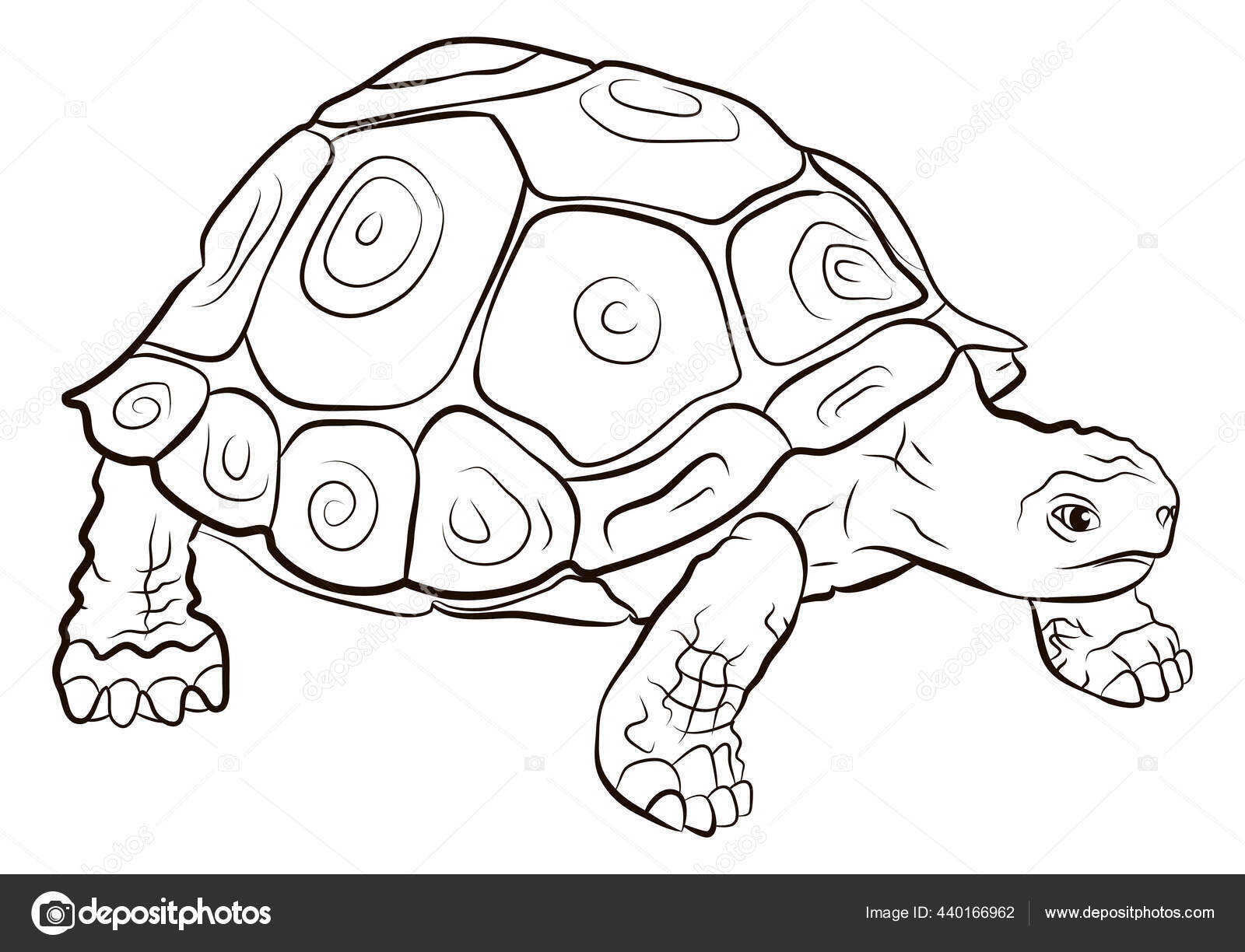 Mundo Animal Imagem Tartaruga Desenho Preto Branco Livro Para Colorir  Ilustração de ©Ivan333 #440166962, image size:1600x1224