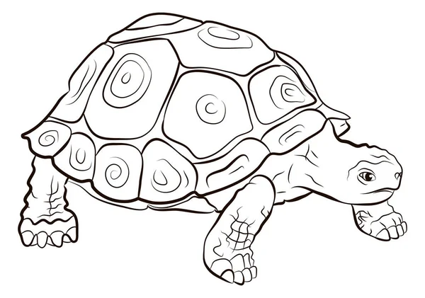 In the animal world. Turtle image. Black and white drawing, coloring book.