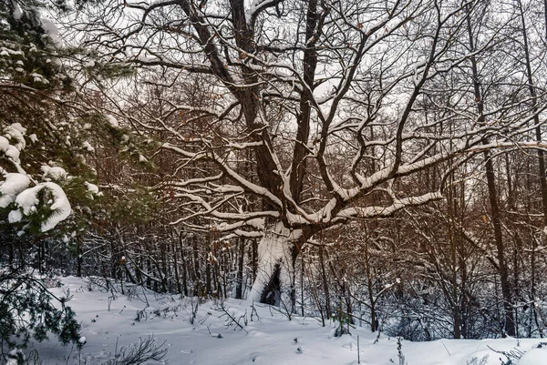 Pintoresco Paisaje Invernal Todos Los Árboles Están Cubiertos Nieve Después — Foto de Stock