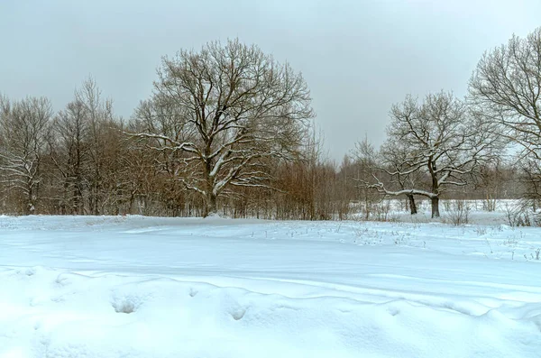 Pittoresco Paesaggio Invernale Tutti Gli Alberi Sono Coperti Neve Dopo — Foto Stock