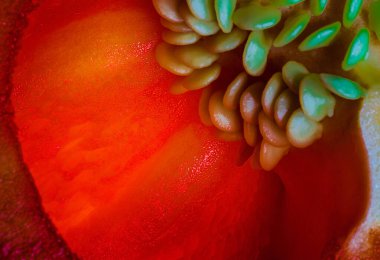 Arka planda kırmızı dolmalık biber resmi. Makro fotoğrafçılık.