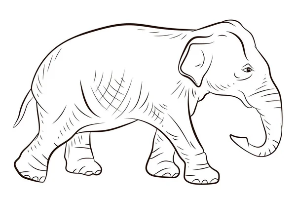Animais Imagem Preto Branco Grande Elefante Livro Colorir Para Crianças — Fotografia de Stock