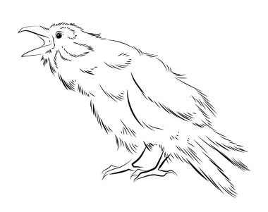 Kuşların siyah beyaz çizimleri. Çocuklar için boyama kitabı.