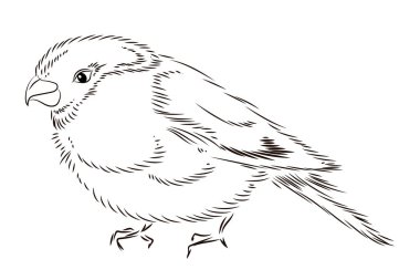 Kuşların siyah beyaz çizimleri. Çocuklar için boyama kitabı.