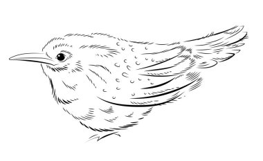 Kuşların siyah beyaz çizimleri. Çocuklar için boyama kitabı